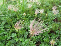 Geum pentapetalum