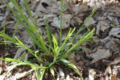 Carex blanda