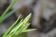 Carex blanda