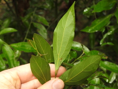 Cryptocarya triplinervis triplinervis