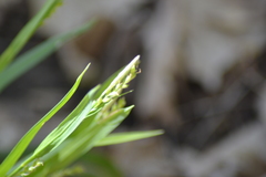 Carex blanda