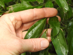 Cryptocarya triplinervis triplinervis