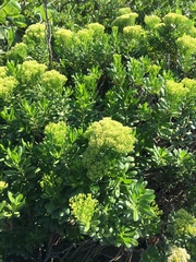 Gundlachia corymbosa