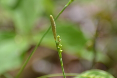Carex blanda