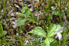 Carex blanda