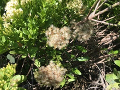 Gundlachia corymbosa