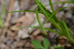 Carex gracillima