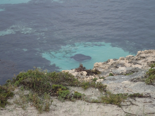 Short-tail Stingray, Rottnest Island WA 6161, Australia, photo 10 of 10