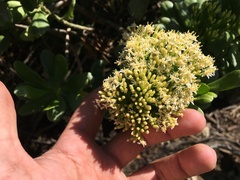 Gundlachia corymbosa