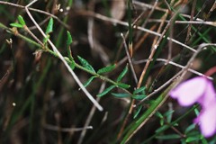 Tetratheca thymifolia