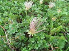 Geum pentapetalum
