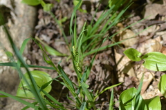 Carex grisea
