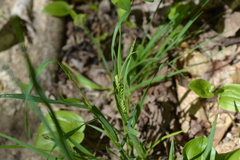 Carex grisea