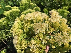 Gundlachia corymbosa