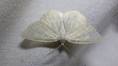 Cabera exanthemata