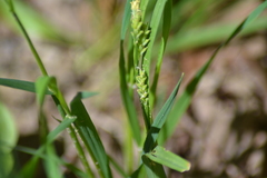 Carex grisea