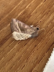 Hydraecia nordstroemi