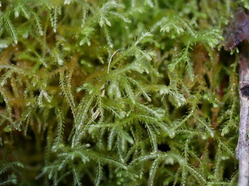 Lepidozia spinosissima