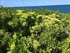 Gundlachia corymbosa