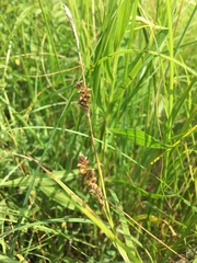 Carex meadii