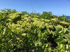 Gundlachia corymbosa