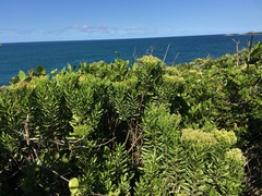 Gundlachia corymbosa