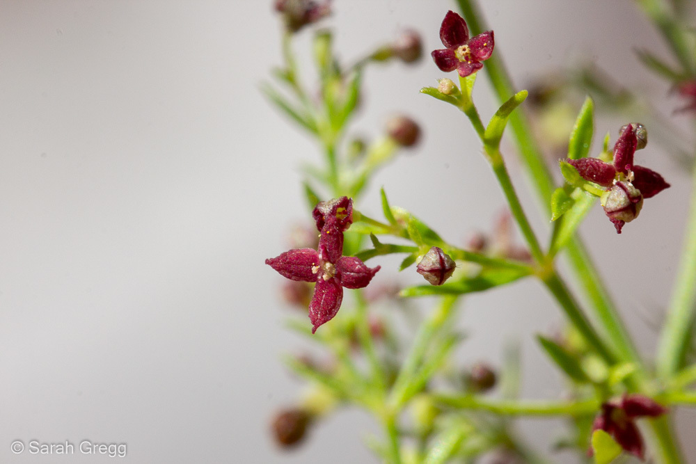 Thliphthisa purpurea (Thliphthisa purpurea)