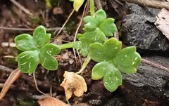 Hydrocotyle foveolata