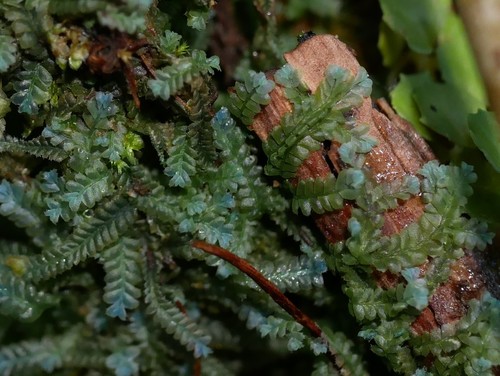 Heteroscyphus echinellus