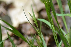 Carex laxiflora