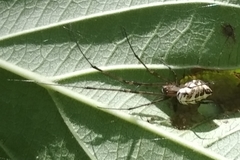 Tylorida