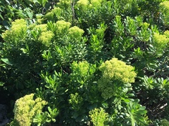 Gundlachia corymbosa