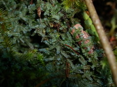 Heteroscyphus echinellus