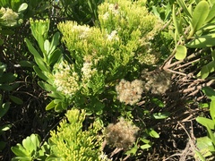 Gundlachia corymbosa