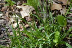 Carex laxiflora
