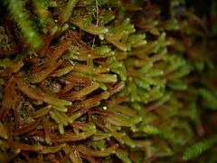Heteroscyphus ciliatus