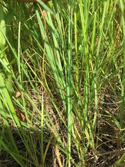 Carex meadii