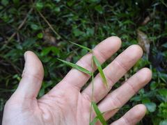 Ottochloa