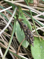 Carex pyrenaica