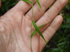 Ottochloa
