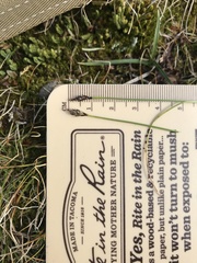 Carex pyrenaica