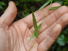 Ottochloa