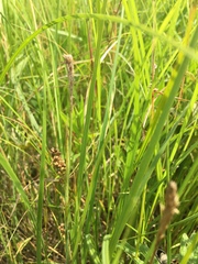 Carex meadii
