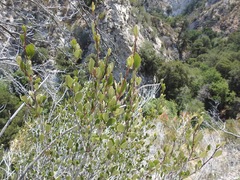 Cercocarpus betuloides betuloides