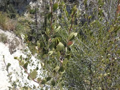 Cercocarpus betuloides betuloides