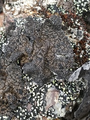 Umbilicaria hyperborea