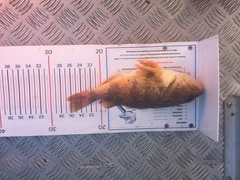 Helicolenus percoides