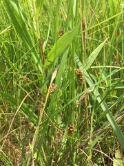 Carex meadii