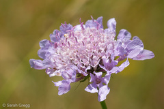 Scabiosa triandra
