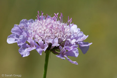 Scabiosa triandra